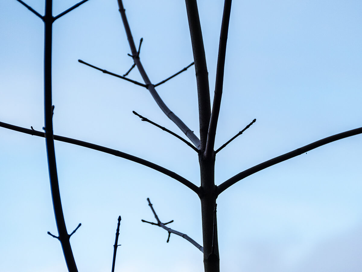 Is-the-Tree-Leaning-or-Showing-Root-Problems